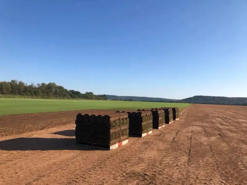 Sod blends