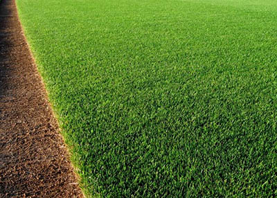 Tahoma 31 Bermudagrass